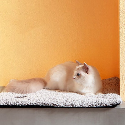 félin profitant de son coussin chat gris reposant confortable