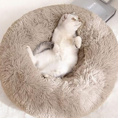 félin allongé sur son coussin chat élégant marron