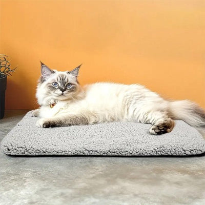félin installé confortablement sur son coussin chat gris