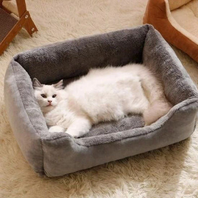 félin installé confortablement dans son lit chat gris douillet