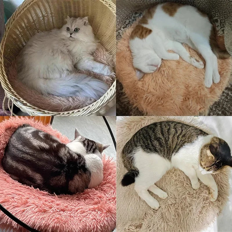 féllin allongé paisiblement sur son coussin chat